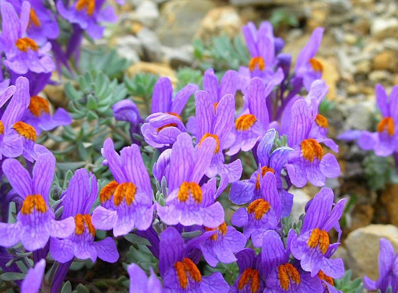 Linaria alpina / Linajola alpina